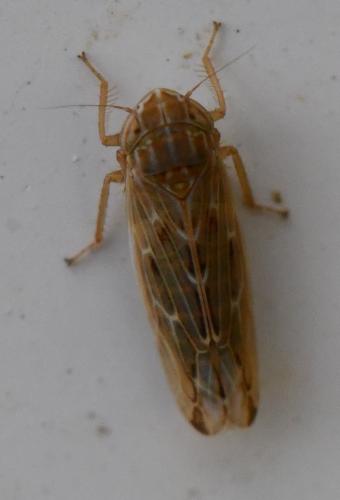 Psammotettix sp.